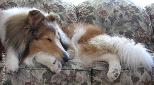 sleeping dog