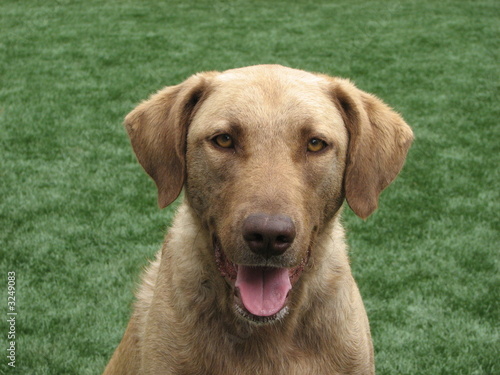 brown dog on grass