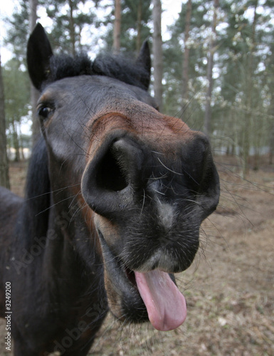 Horse sticking it's tongue out