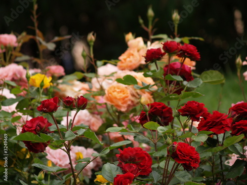 jardin de rosas
