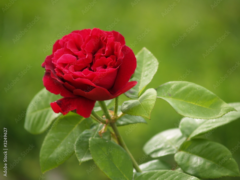 Naklejka premium rosa roja