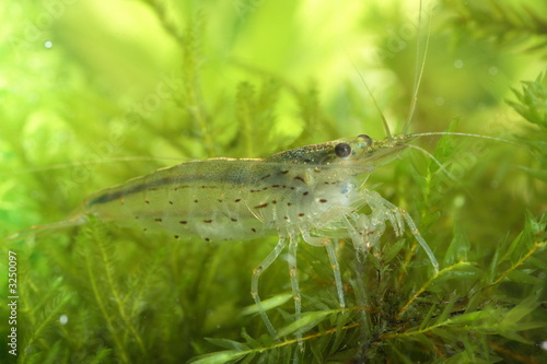 freshwater shrimp