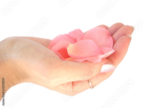hand holding pink rose petals isolated on white background