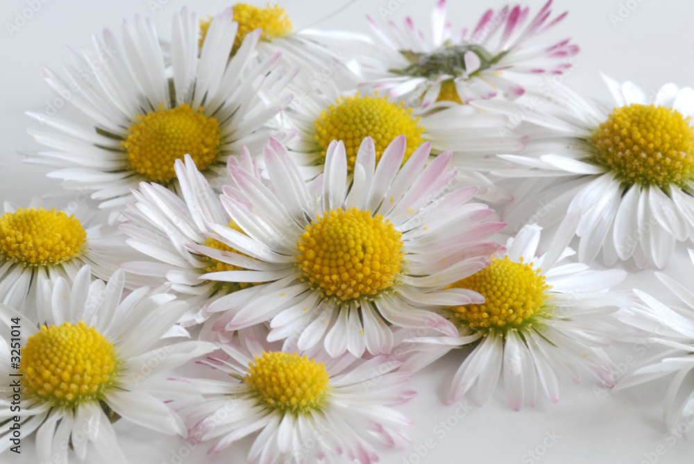 Fototapeta premium daisy