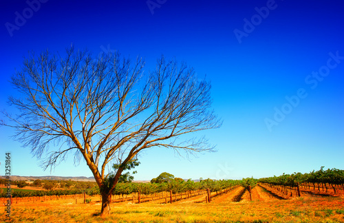 summer vineyard