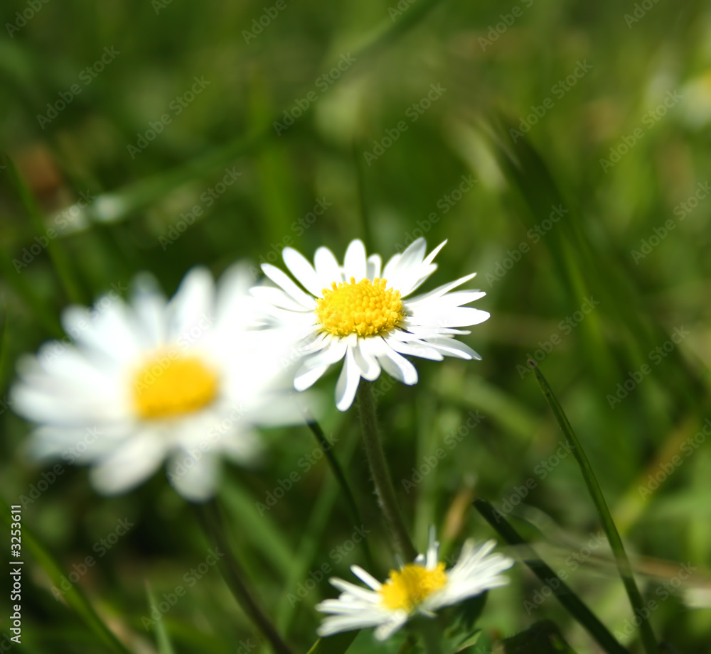 kleine gänseblume kleine gänseblume