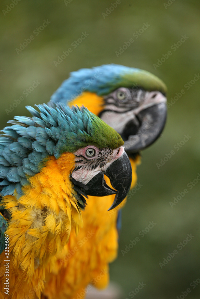 Obraz premium schönes paar