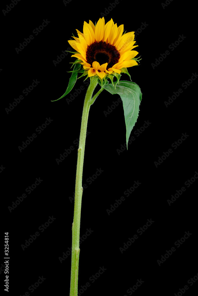 Naklejka premium sun flower
