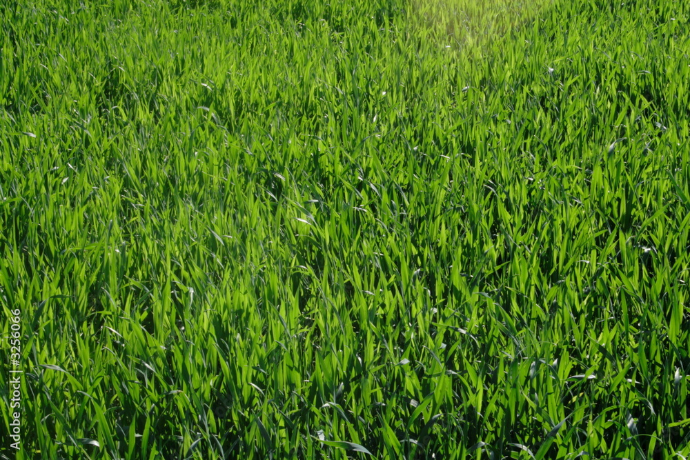 grass