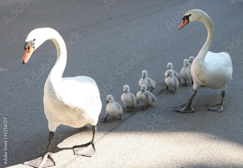 schwanenfamilie