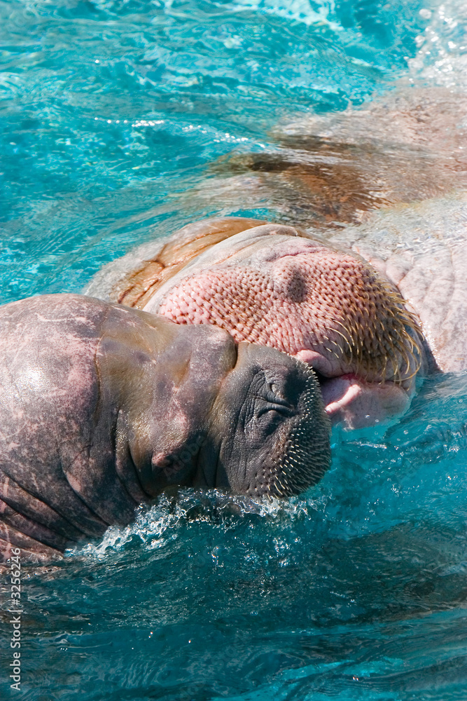 Fototapeta premium kiss of a walrus