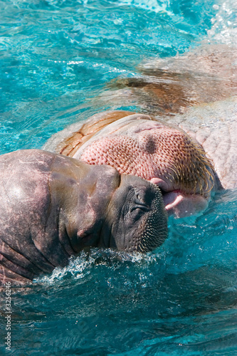 kiss of a walrus