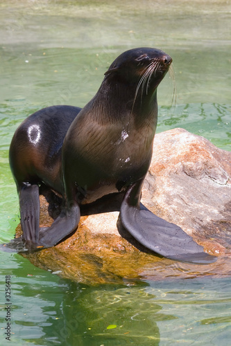 beautiful fan pose of a gray seal