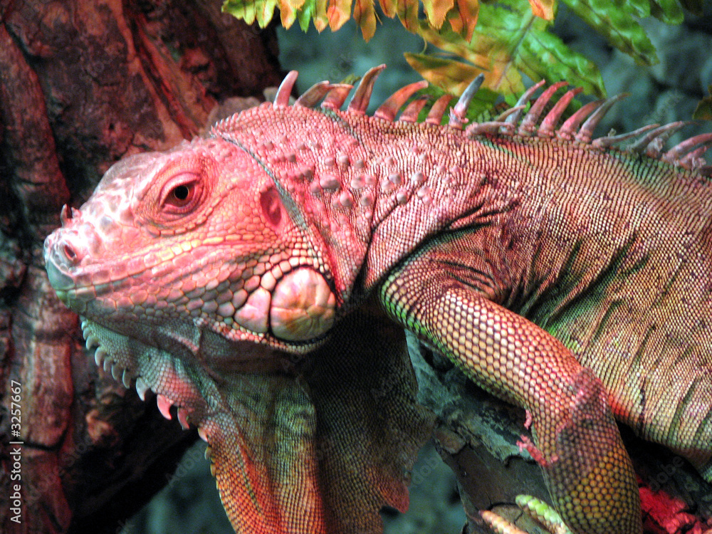 iguana 7 iguana 7