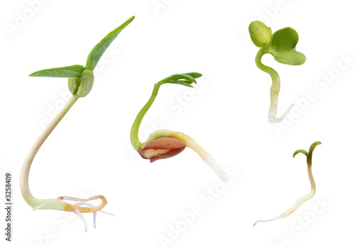 sprouts collection