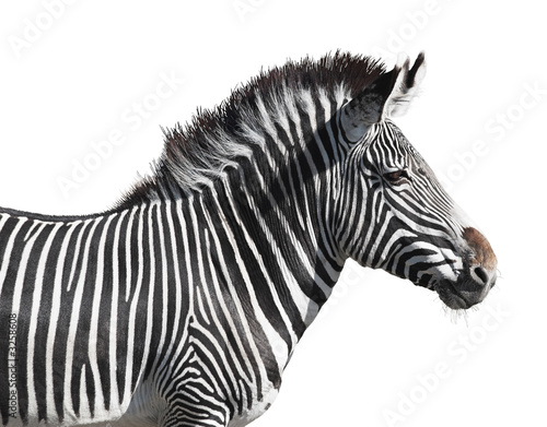 grevy s zebra close-up isolated over white backgro