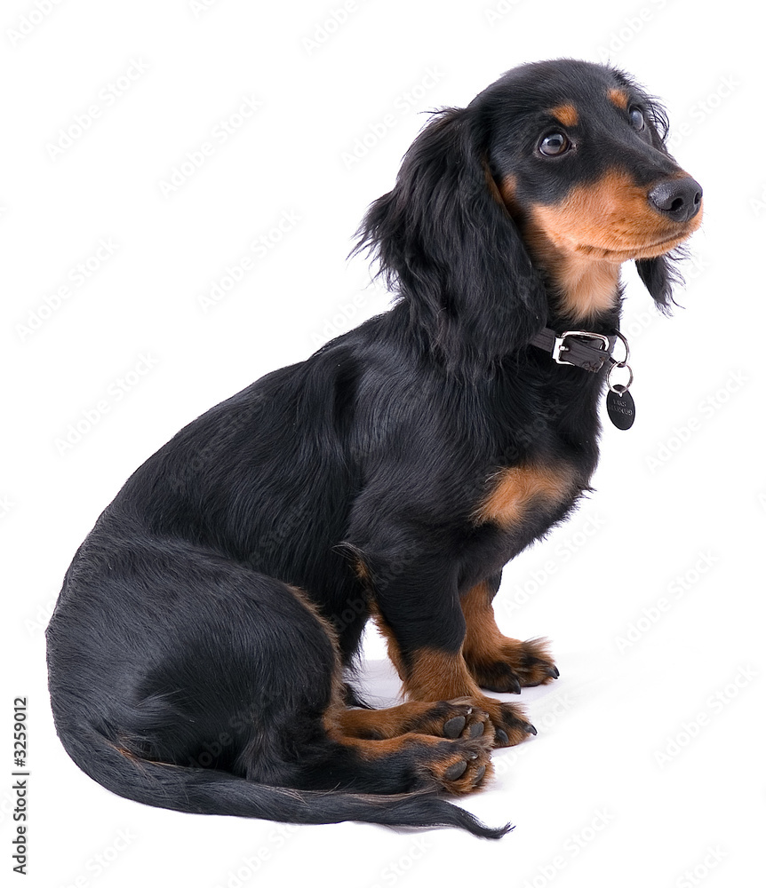 dachshound puppy