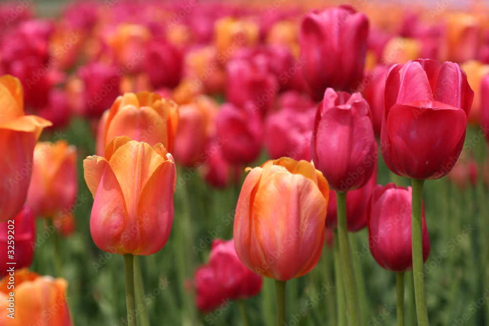 Fototapeta premium tulips