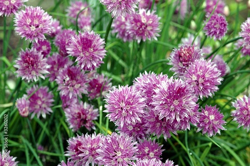 ciboulette en fleur