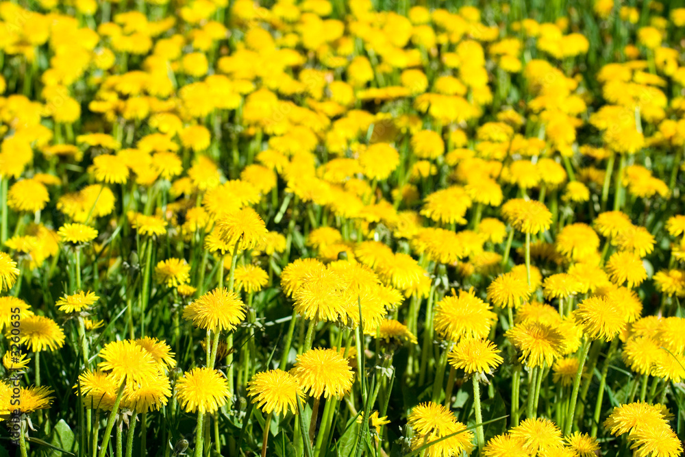 dandelions