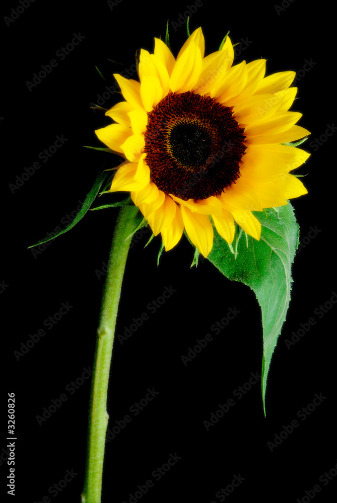 Naklejka premium sun flower