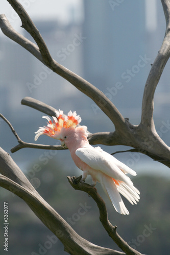 pink parrot photo