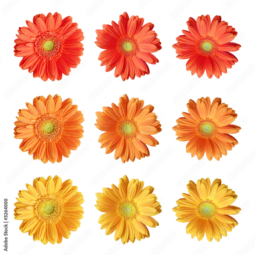 kit de fleurs sur fond blanc kit de fleurs sur fond blanc