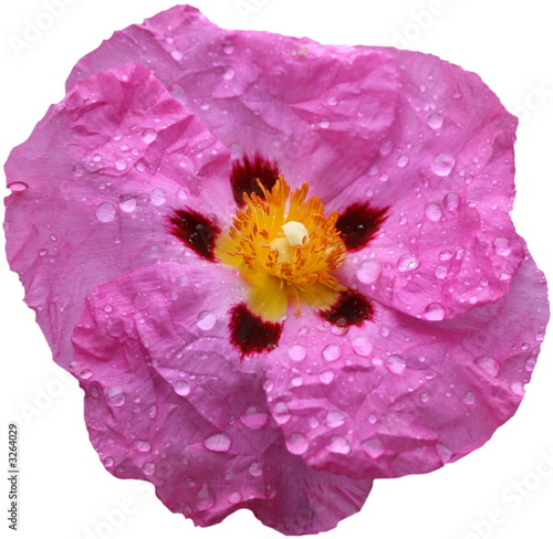 cistus