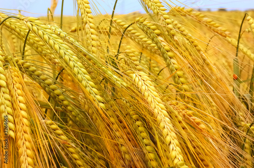 wheat field