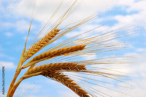 wheat