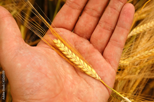 holding wheat