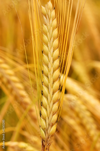 wheat