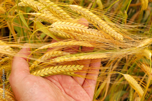 holding wheat