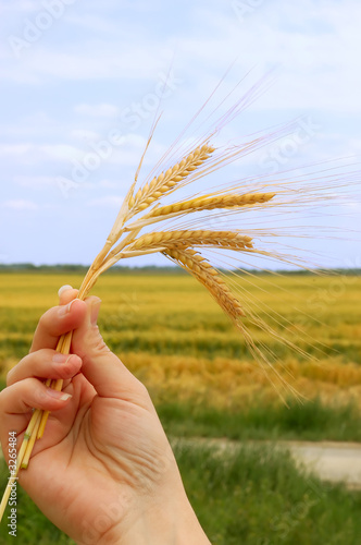 holding wheat