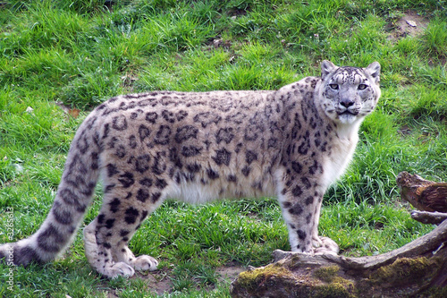 léopard des neiges