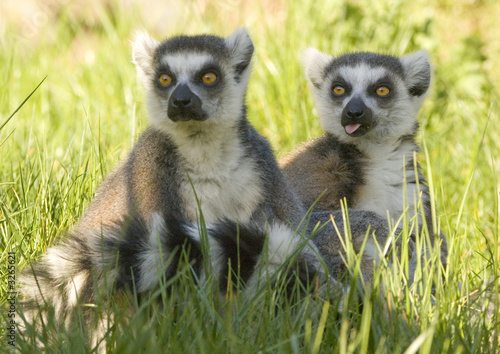 lemur catta sitting in grass