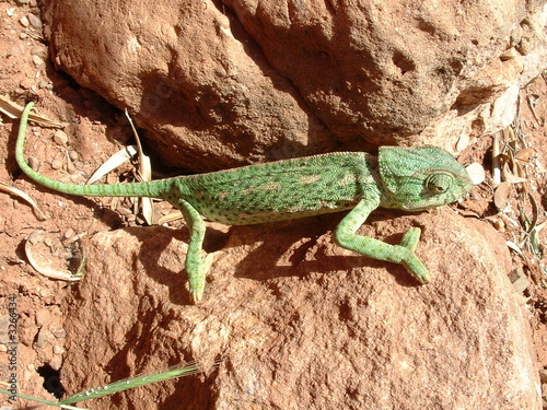 cameleon-pierre