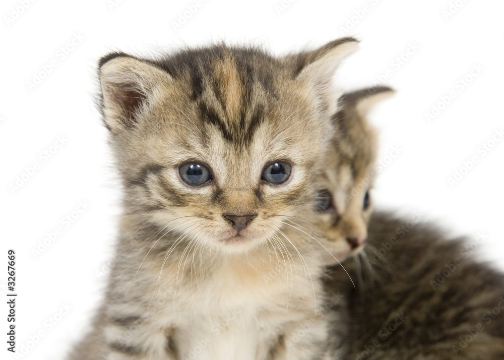 Fototapeta premium para kociąt na białym tle