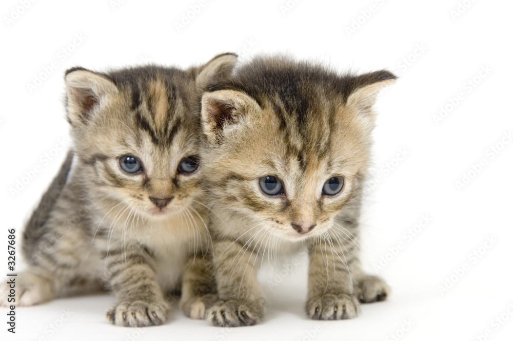 pair of kittens on white backgroun