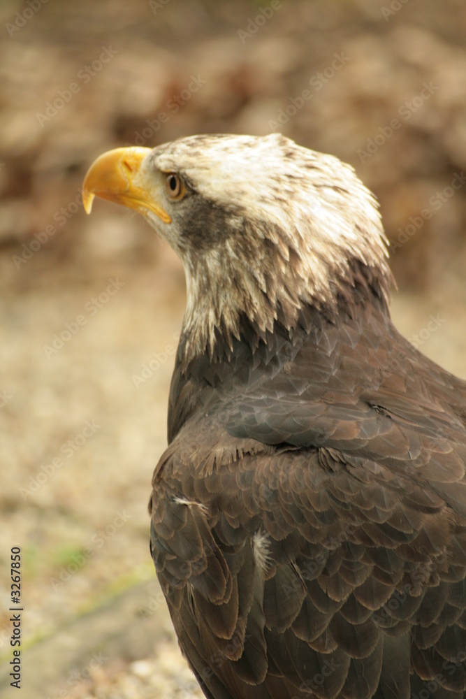 Obraz premium seeadler