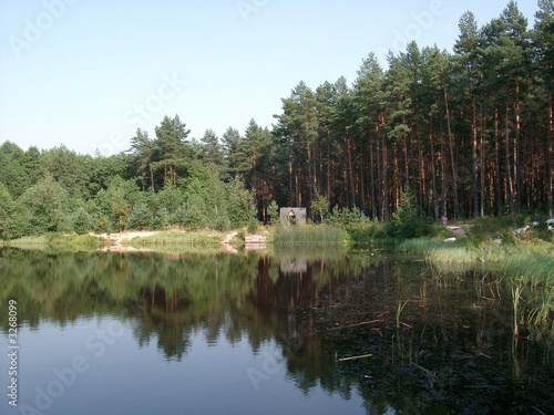 pond in a wood