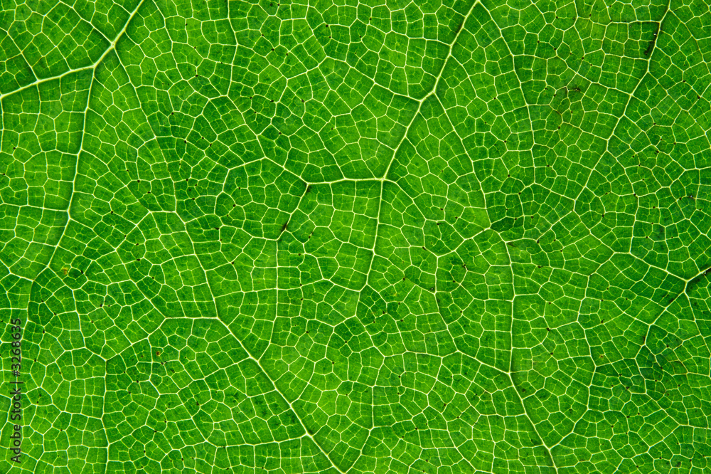 green leaf macro close up. - obrazy, fototapety, plakaty 