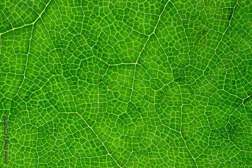 green leaf macro close up.