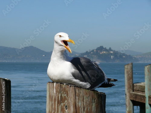 san francisco seagull