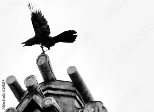 corvo ombra photo