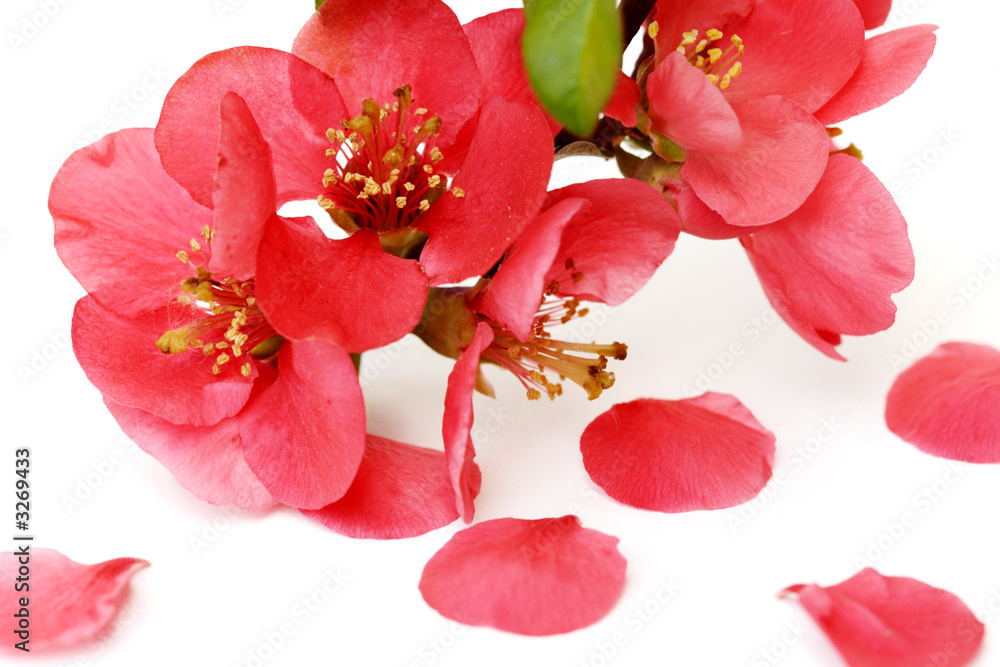 Obraz premium quince chaenomeles