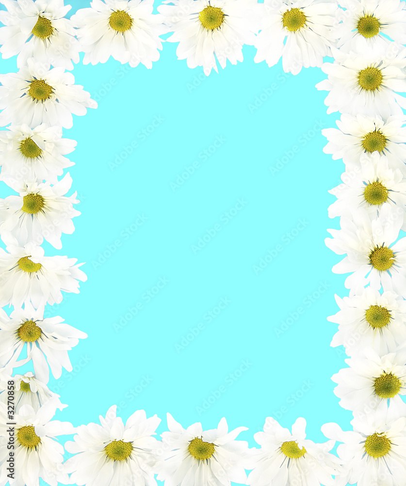 frame of daisies frame of daisies