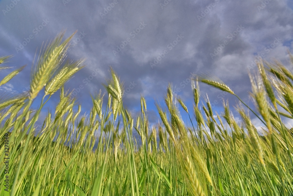 le blé vers le ciel le blé vers le ciel