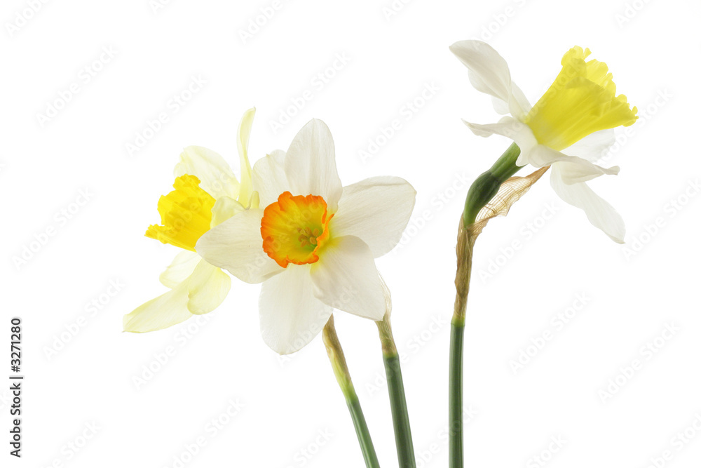 jonquils jonquils