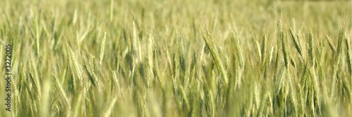 blé © Photo Passion